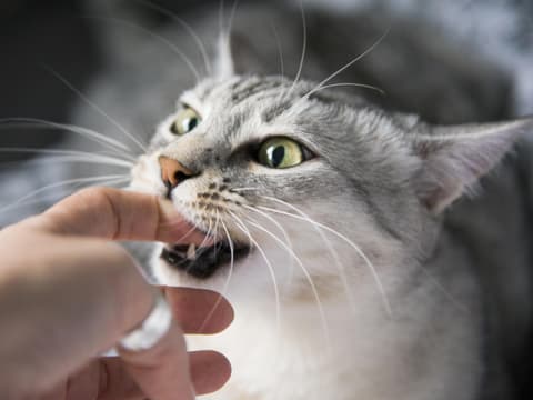 Katze beisst in den Finger