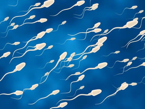 Spermien