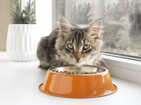 Katze frisst Trockenfutter aus Nap