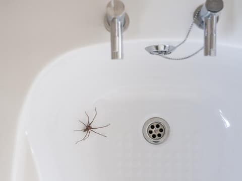 Spinne im Waschbecken