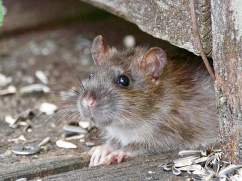 Ratte