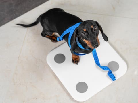 Hund steht auf einer Waage mit Maßband um