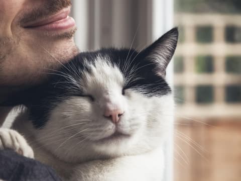 Nahaufnahme einer schwarz-weißen Katze, die von einem bärtigen Mann gestreichelt wird