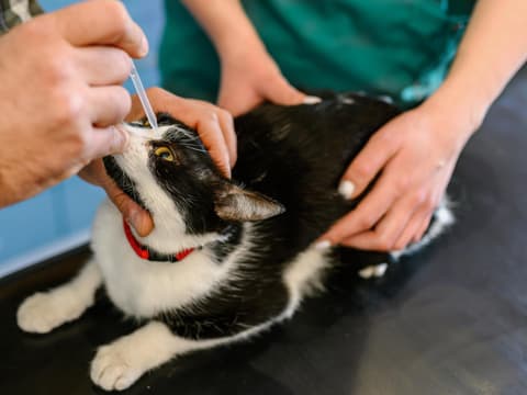 Tierarzt behandelt Bindehautentzündung bei einer Katze mit Tropen