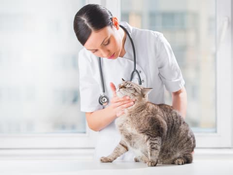 Tierärztin untersucht Diabetes bei Katzen