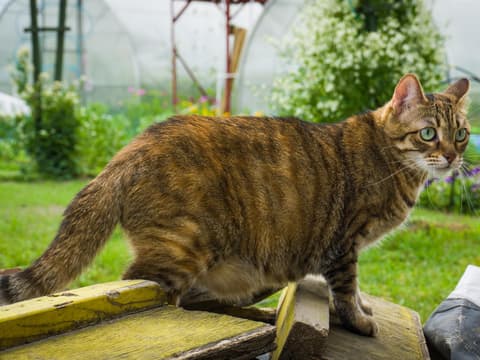 Hängebauch bei einer Katze im Garten