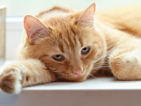 Depressionen bei Katzen