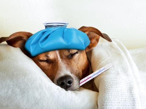 Erkältung beim Hund