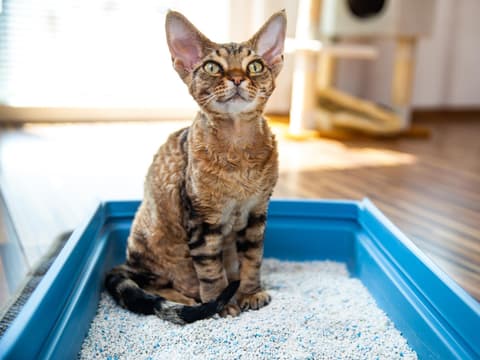 Verstopfung bei Katzen