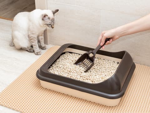 Frau säubert Katzenklo und Katze sitzt daneben