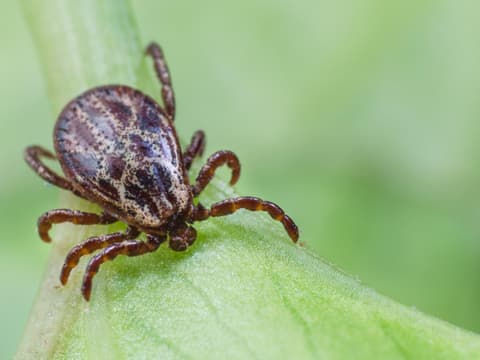 Zecke auf Blatt