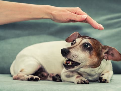 Frau will bissigen Hund streicheln
