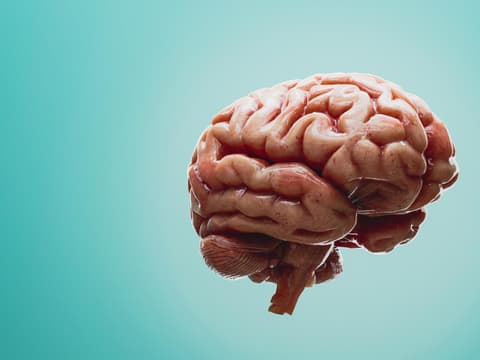 Animation eines anatomischen Gehirns