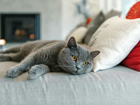 Graue Katze liegt alleine auf dem Sofa