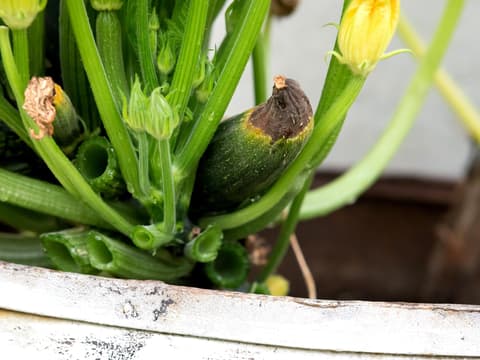 Verfaulte Zucchini aus dem eigenen Garten