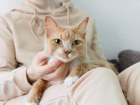 Verschmuste Katze sitzt auf dem Schoß einer Frau