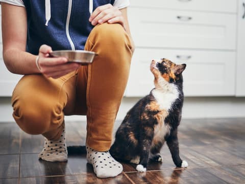 Katze wird gefüttert