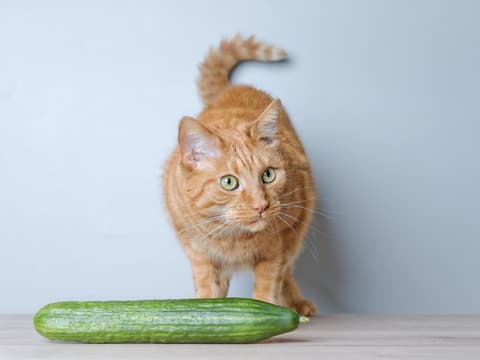 Katze steht vor einer Gurke und guckt skeptisch