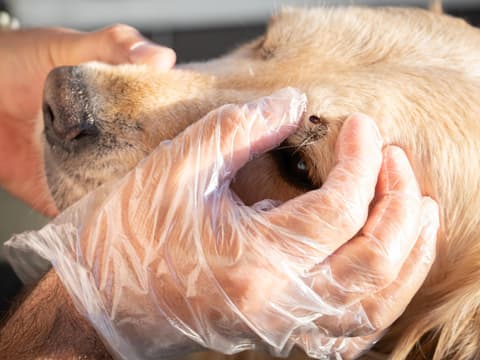 Mann mit Handschuhen entfernet Zecke beim Hund über dem Auge