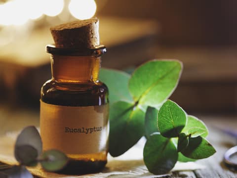 Eukalyptusöl neben Eukalyptus