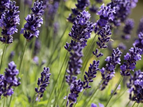 Lavendel