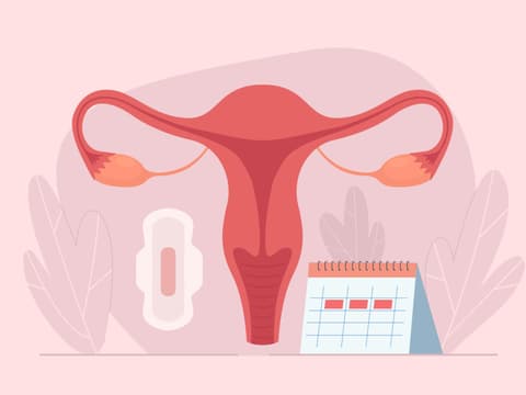 Grafik einer Gebärmutter mit Bine und Kalender, um den Menstruationszyklus darzustellen
