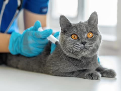 Katze wird geimpft