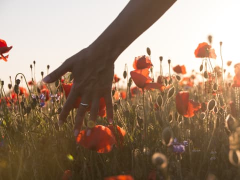 Frau fasst mit der Hand in ein Feld mit Mohnblumen
