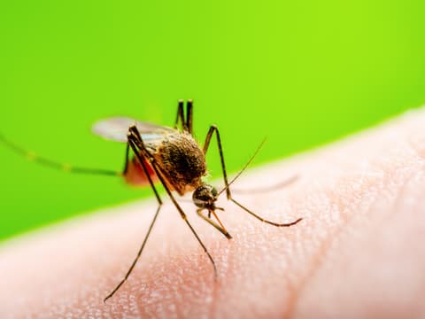 Die Hauptüberträger des Virus sind spezielle Mückenarten.