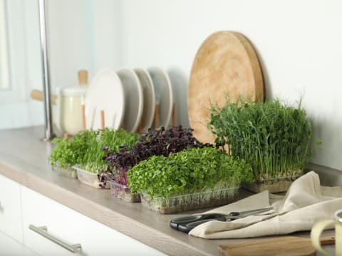 Verschiedene Microgreens stehen in einer Küche