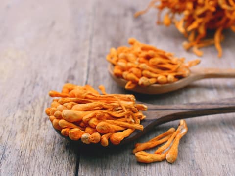 Cordyceps