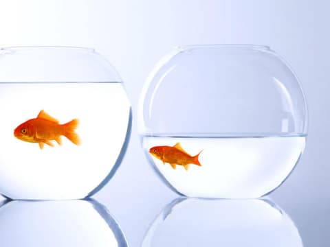 Goldfische im Glas