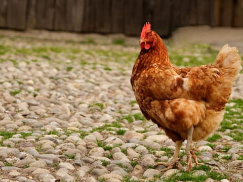 Huhn
