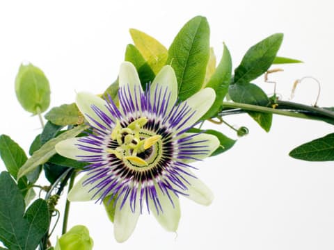 Passionsblume
