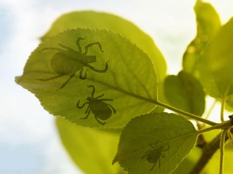 Vor sechs Jahren wurde das Alongshan-Virus (ALSV) erstmals in China identifiziert.