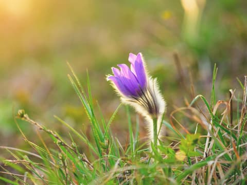 Pulsatilla D6 mindert Frauenleiden