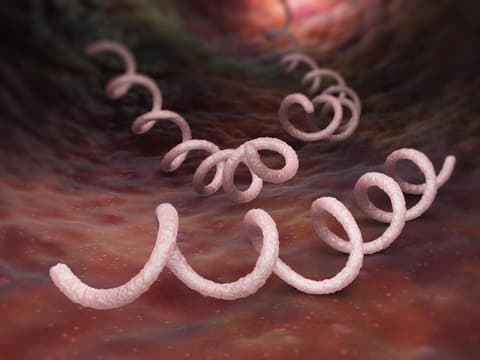 Syphilis-Erreger Treponema pallidum