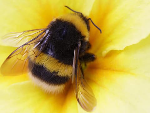 Hummel in einer Blüte