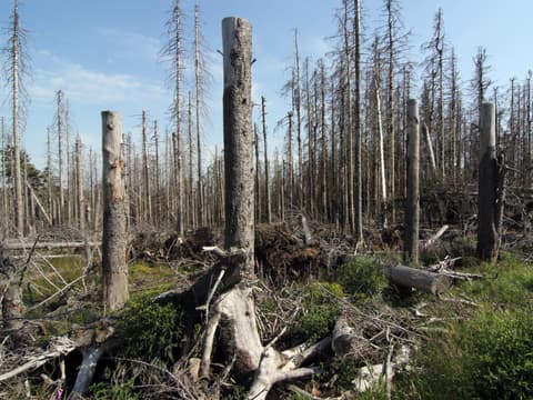 Abgestorbene Bäume im Nationalpark Harz