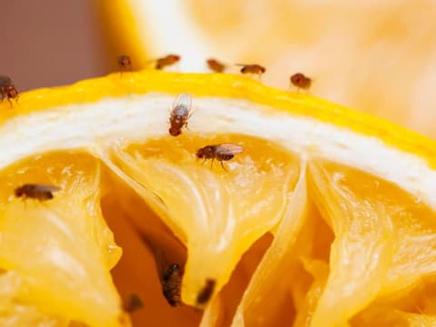 Fruchtfliegen auf Orange
