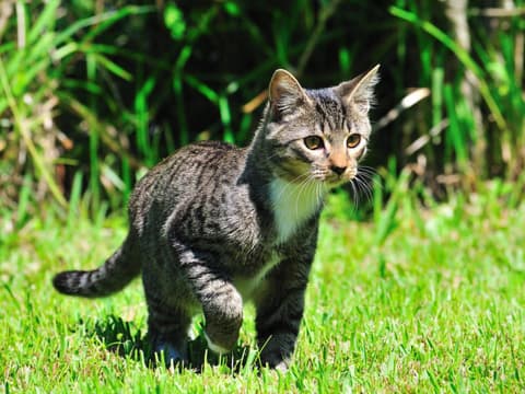 Katze auf der Wiese