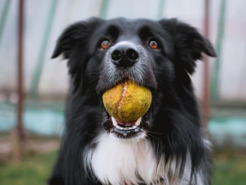 Lassen sich Nutzer unbewusst wie Hunde trainieren und steuern? Zumindest ansatzweise scheint dies möglich zu sein.