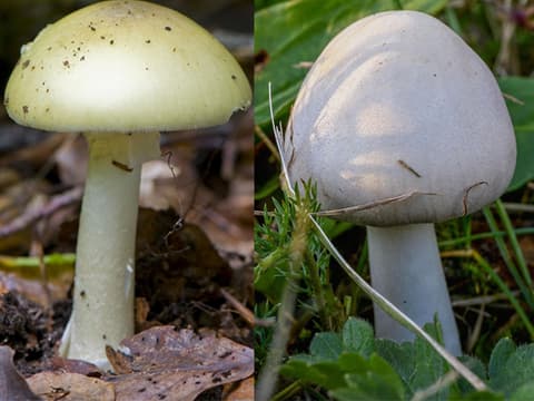 Knollenblätterpilz und Champignon im Vergleich
