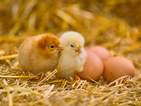 Küken und Eier auf Stroh