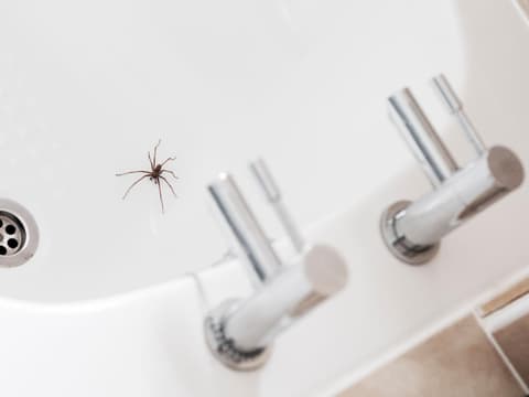 Spinne im Waschbecken