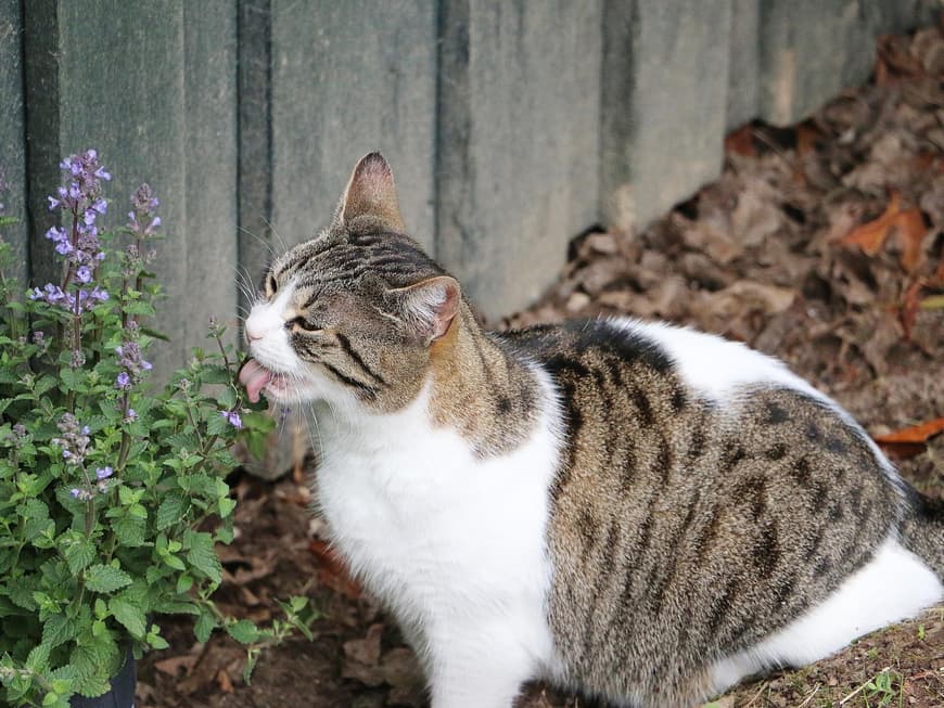 Diese 3 Pflanzen wirken wie Drogen auf Katzen
