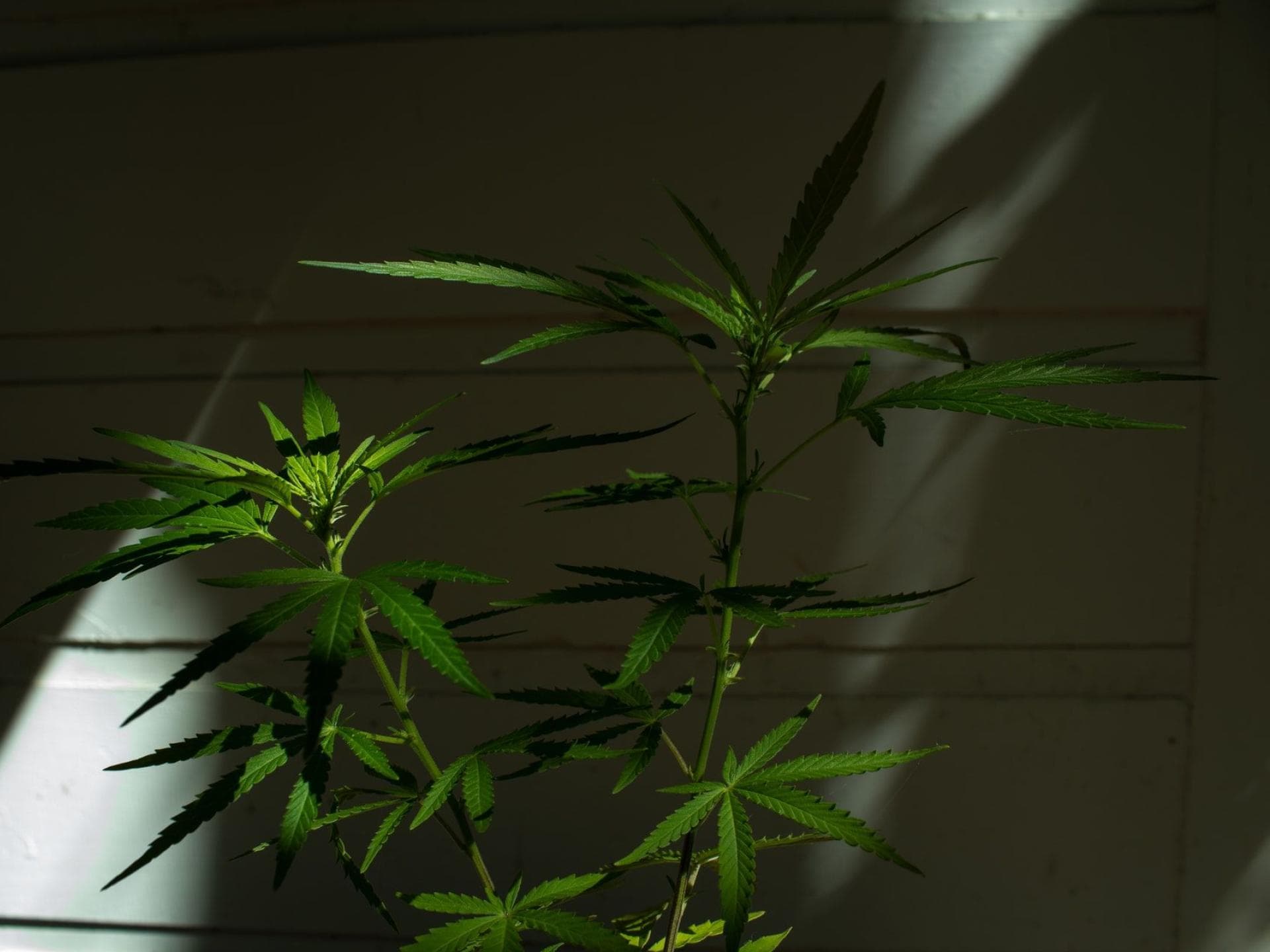 cbd ol so wirkt sich das ol auf die