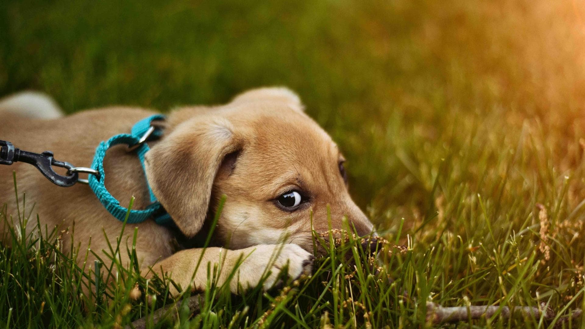 Heuschnupfen beim Hund Symptome und Behandlung