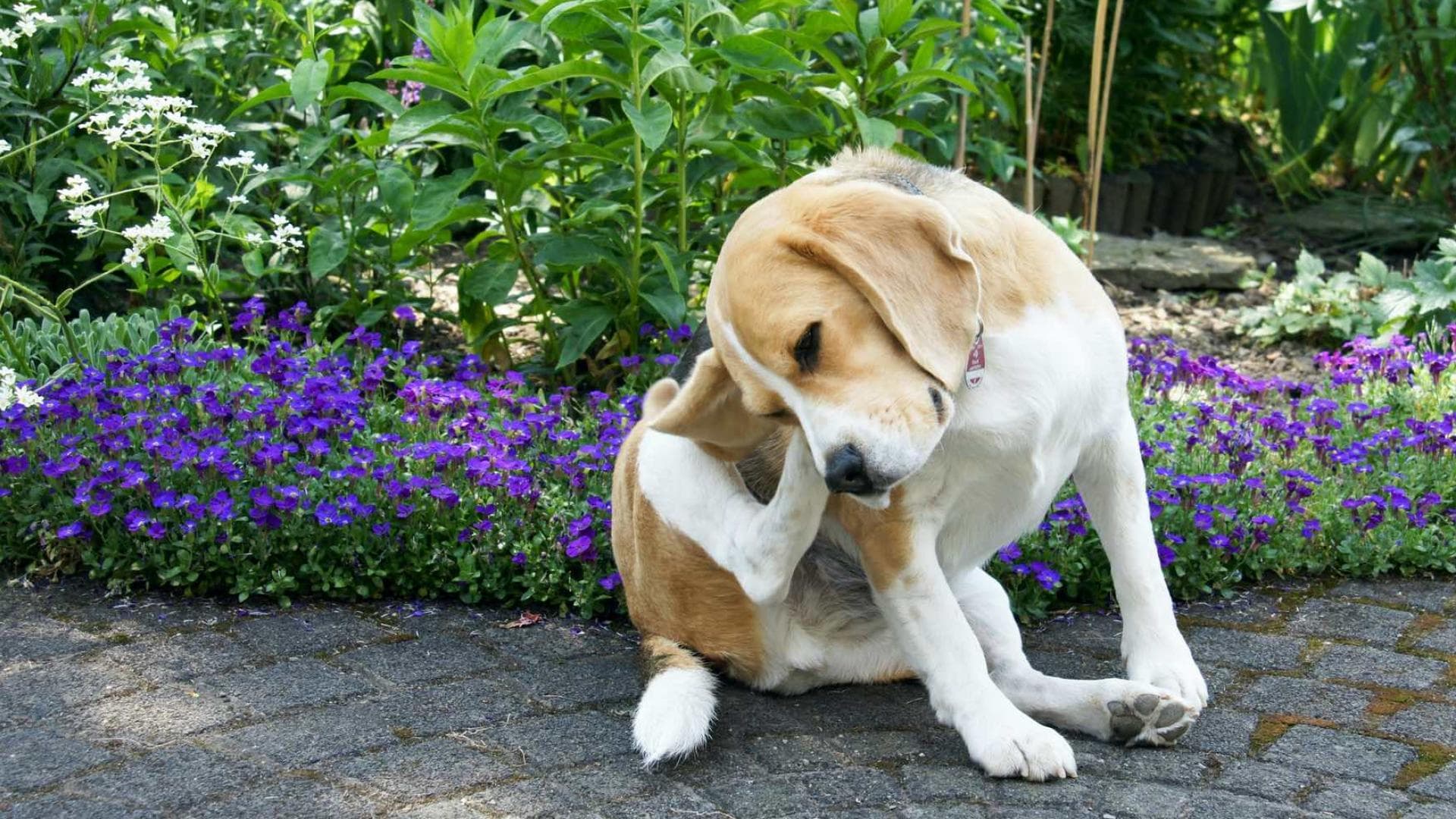 Parasiten beim Hund erkennen und behandeln