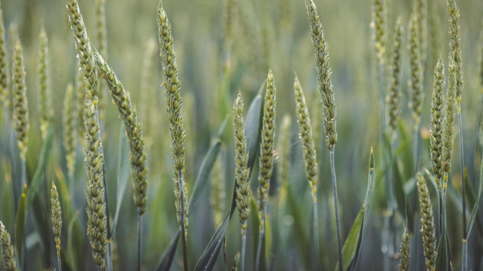 Grünkern: 4 gesunde Gründe, mehr davon zu essen